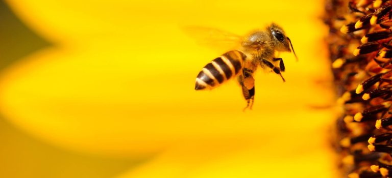 Top 4 Reasons To Host A Bee Colony