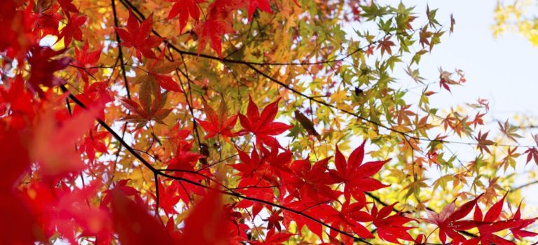 Top 3 Reasons to Plant Trees in the Fall!